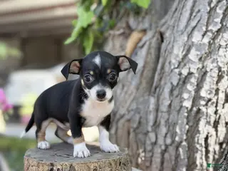 Chihuahua dogs Chihuahua Puppy 4 - Ad 3