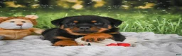 Rottweiler dogs for sale: Knox - Ad 15