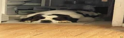 Saint Bernard dogs for sale: Bo - Ad 4