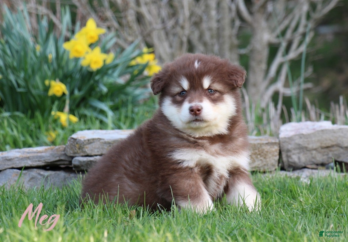 Alaskan Malamute dogs Meg - Ad 1