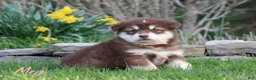 Alaskan Malamute dogs for sale: Meg - Ad 1