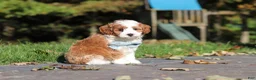 Cavapoo dogs for sale: Pumpkin - Ad 7