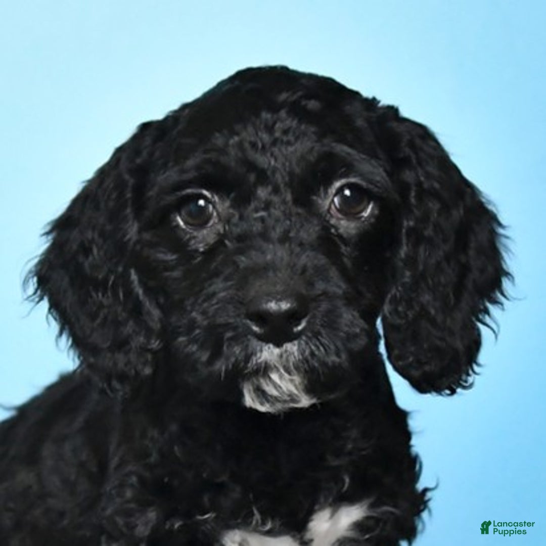 Cockapoo dogs for sale: Millie - Ad 5