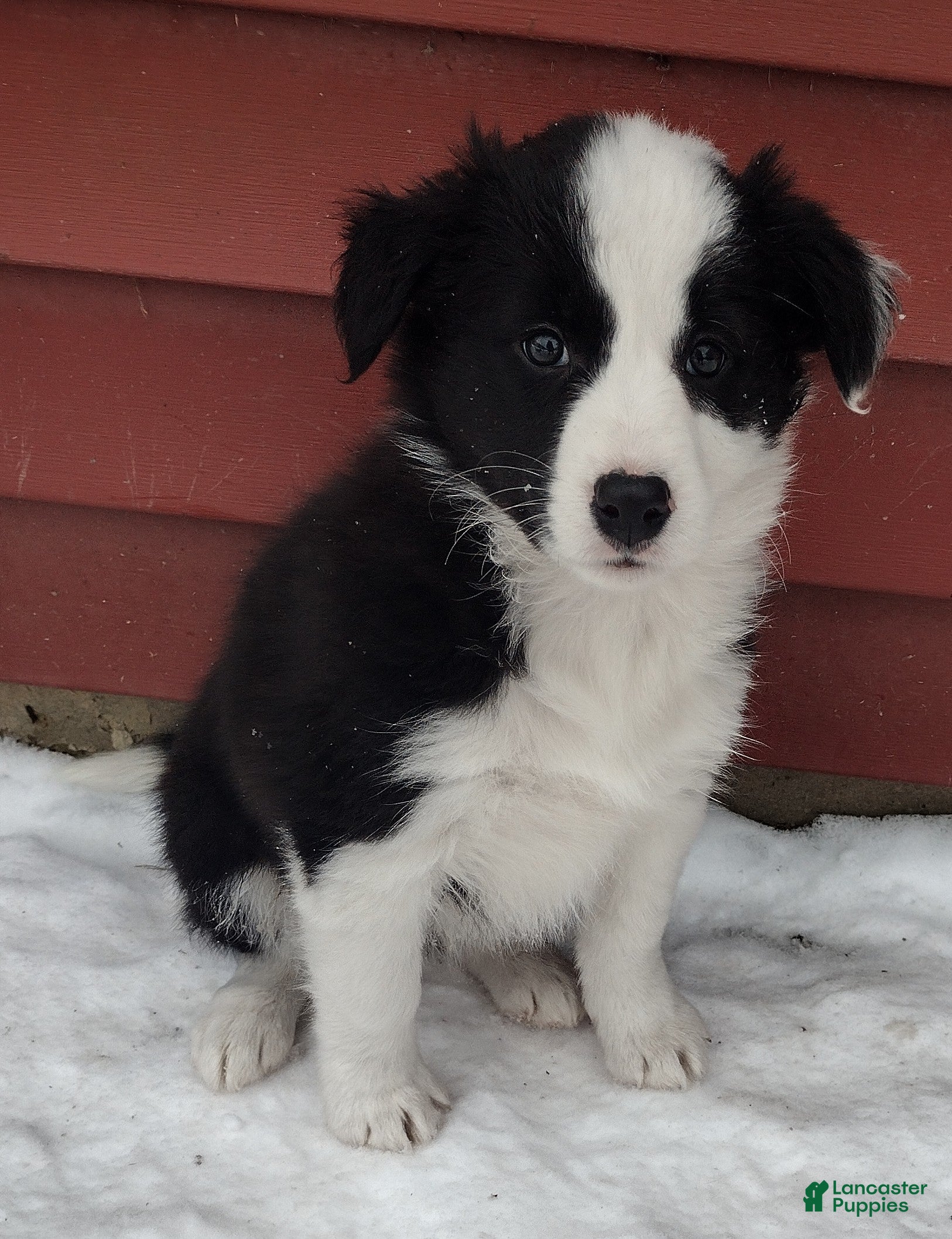 Border Collie dogs Daisy - Ad 38