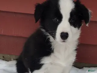 Border Collie dogs Daisy - Ad 38