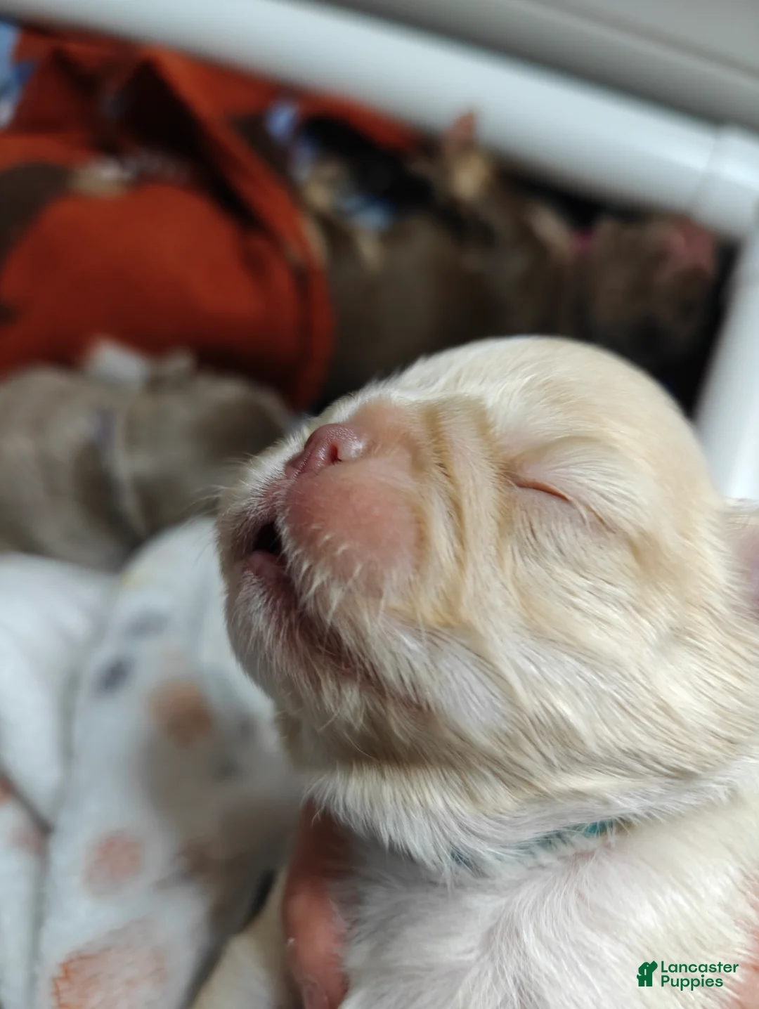 French Bulldog dogs for sale: Male#2 - Ad 1