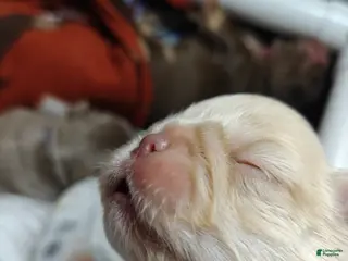 French Bulldog dogs Male#2 - Ad 23