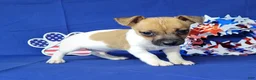 Jack Russell Terrier dogs for sale: Jude purebred JRT - Ad 1