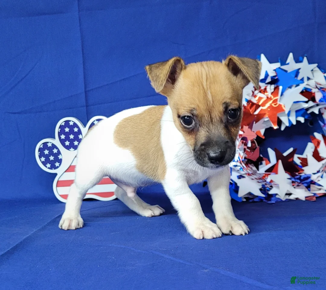 Jack Russell Terrier dogs for sale: Jude purebred JRT - Ad 1