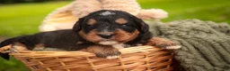 Mini Bernedoodle dogs for sale: Apple F1 Mini Bernedoodle  - Ad 4