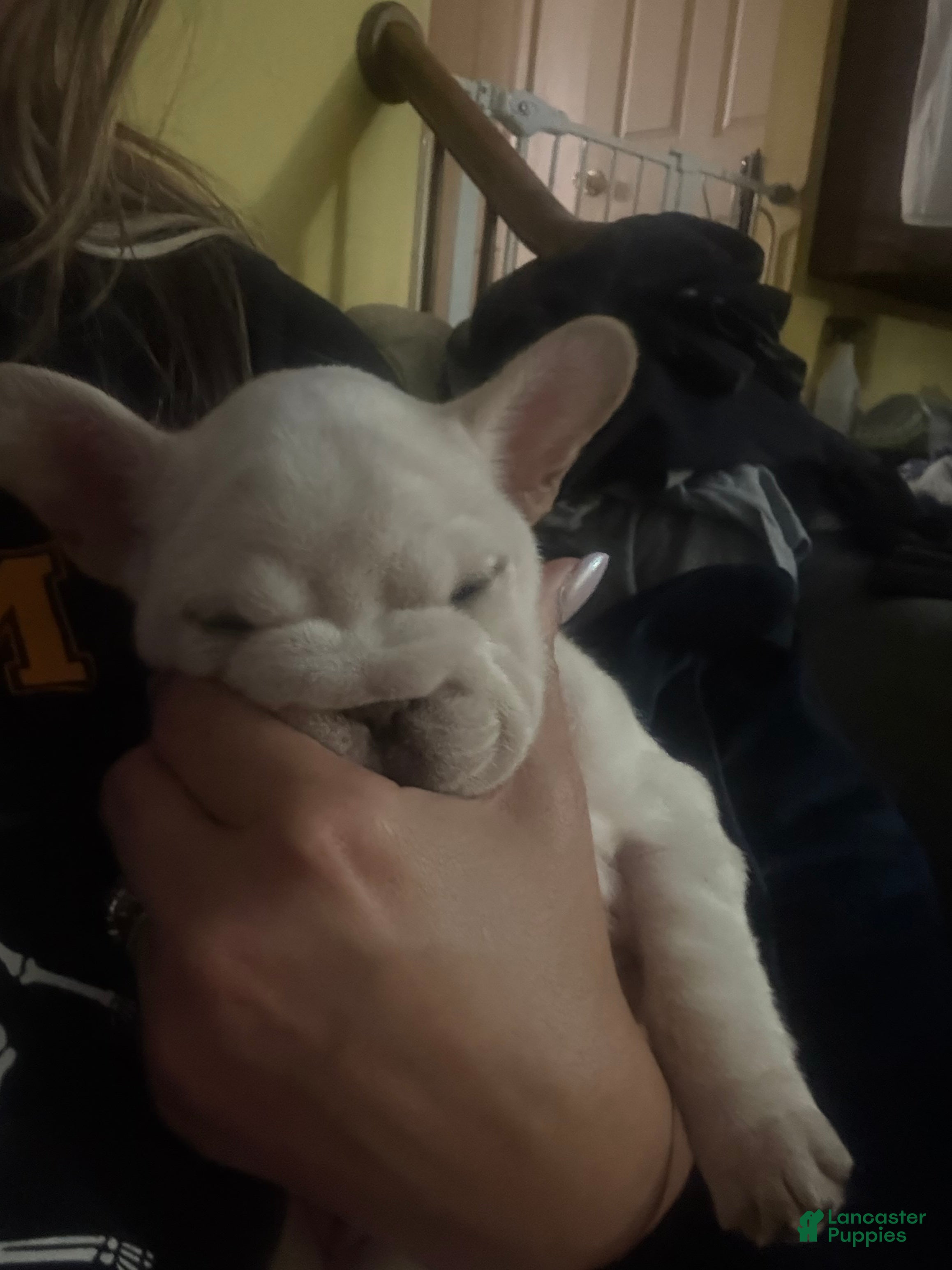 French Bulldog dogs Eliza !SALE!  - Ad 1