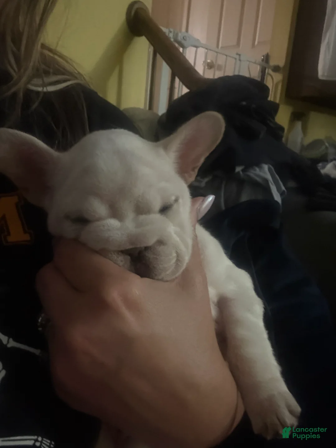 French Bulldog dogs for sale: Eliza !SALE!  - Ad 1