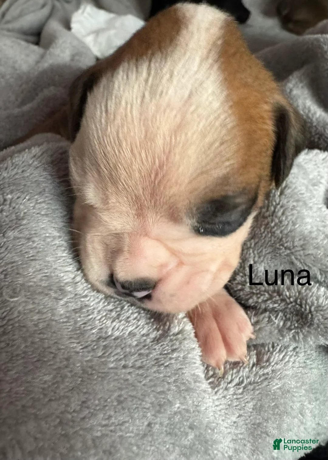 Boxer dogs for sale: Luna  - Ad 5
