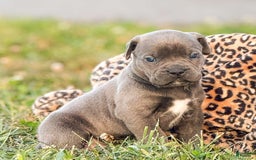 Mixed Breed dogs for sale: Clare - Image 11