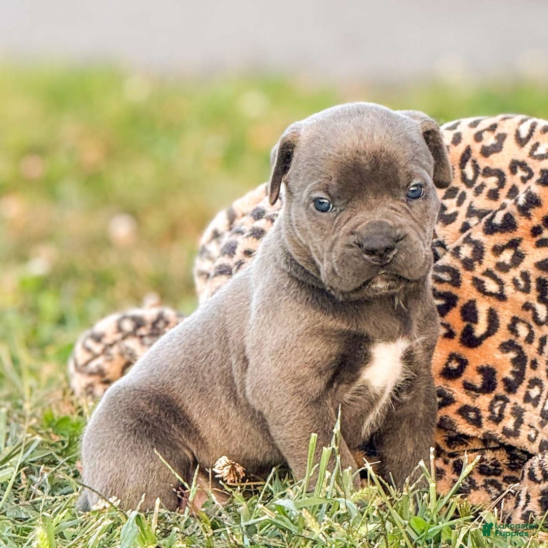 Mixed Breed dogs for sale: Clare - Image 11