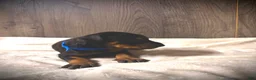 Doberman Pinscher dogs for sale: Jett - Ad 3
