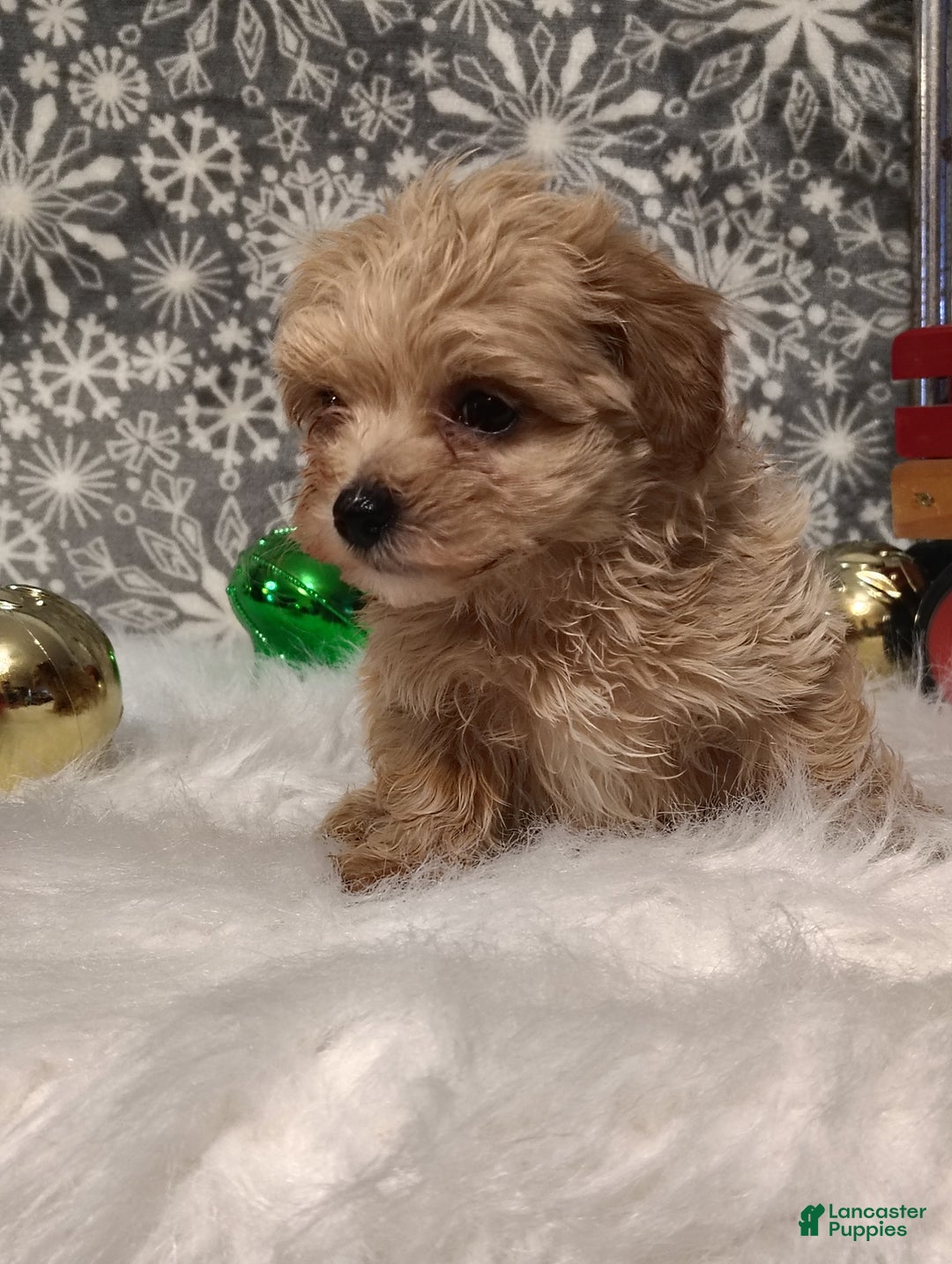 Maltipoo dogs for sale: Ace - Ad 3