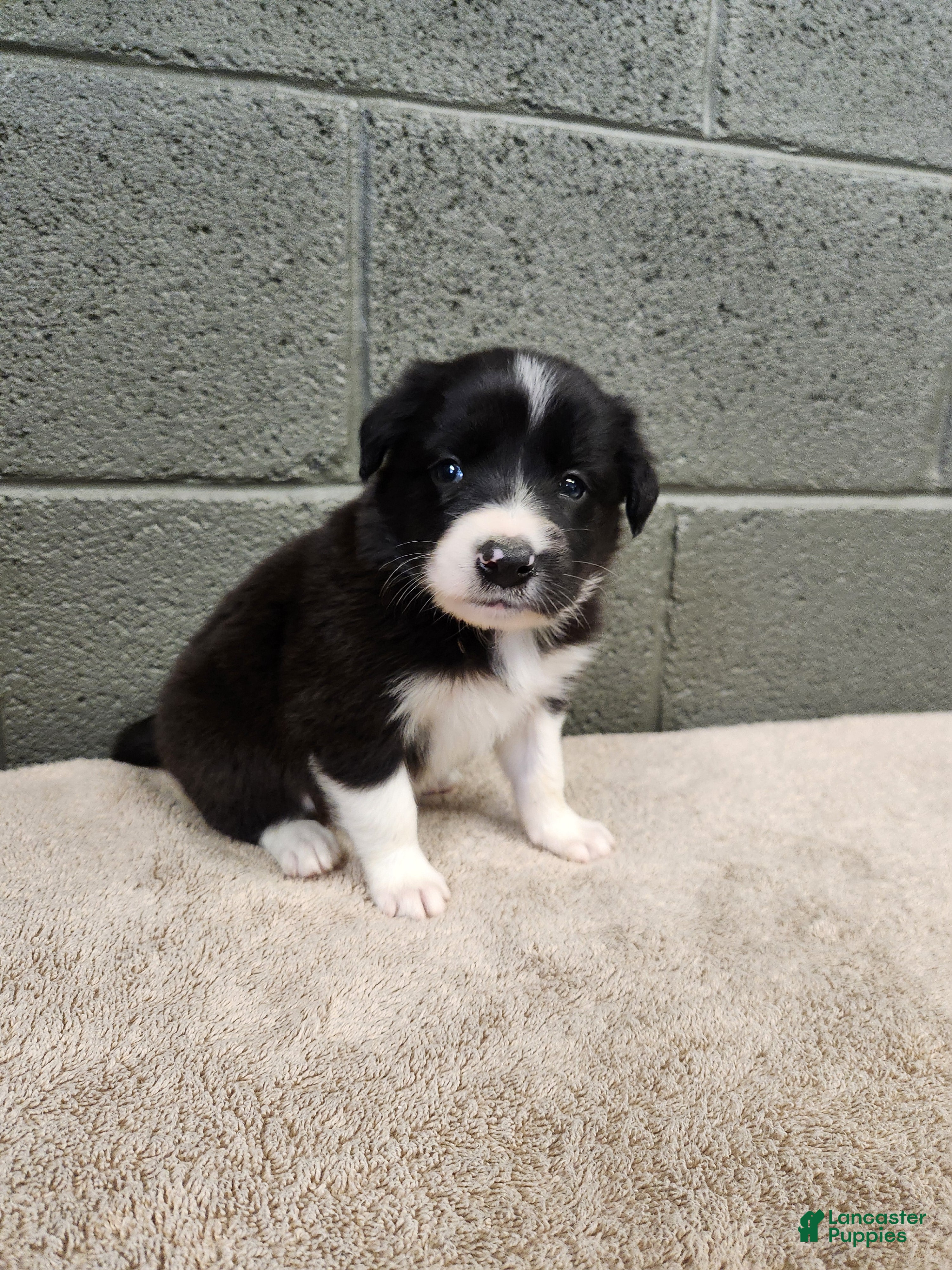 Border Collie dogs Bridget - Pure Breed Border Collie - Ad 1