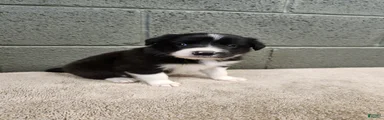Bridget - Pure Breed Border Collie
