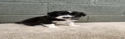 Border Collie dogs for sale: Bridget - Pure Breed Border Collie - Ad 1