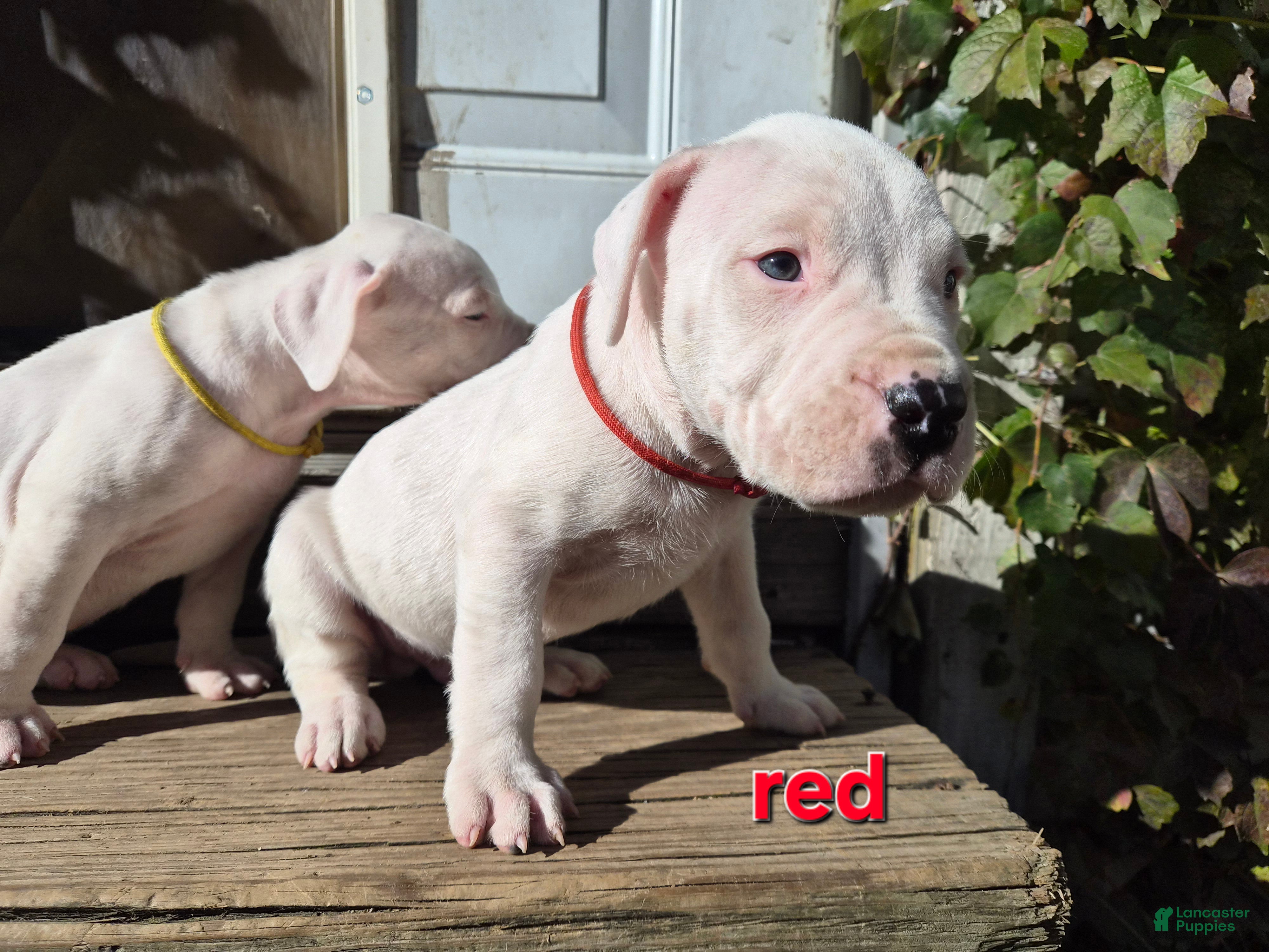 Dogo Argentino dogs Dogo Argentino Puppy 1 - Ad 2