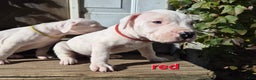 Dogo Argentino dogs for sale: Dogo Argentino Puppy 1 - Ad 1