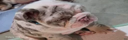 English Bulldog dogs for sale: English Bulldog 1 - Ad 6