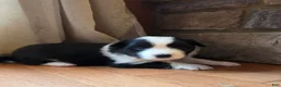 Border Collie dogs for sale: Border Collie Puppy 4 - Ad 8
