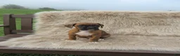 Boxer dogs for sale: Willow - Ad 5