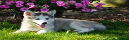 Siberian Husky dogs for sale: Lola - Ad 4