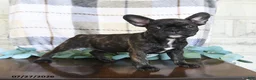 Frenchton dogs for sale: Jayda - Ad 4