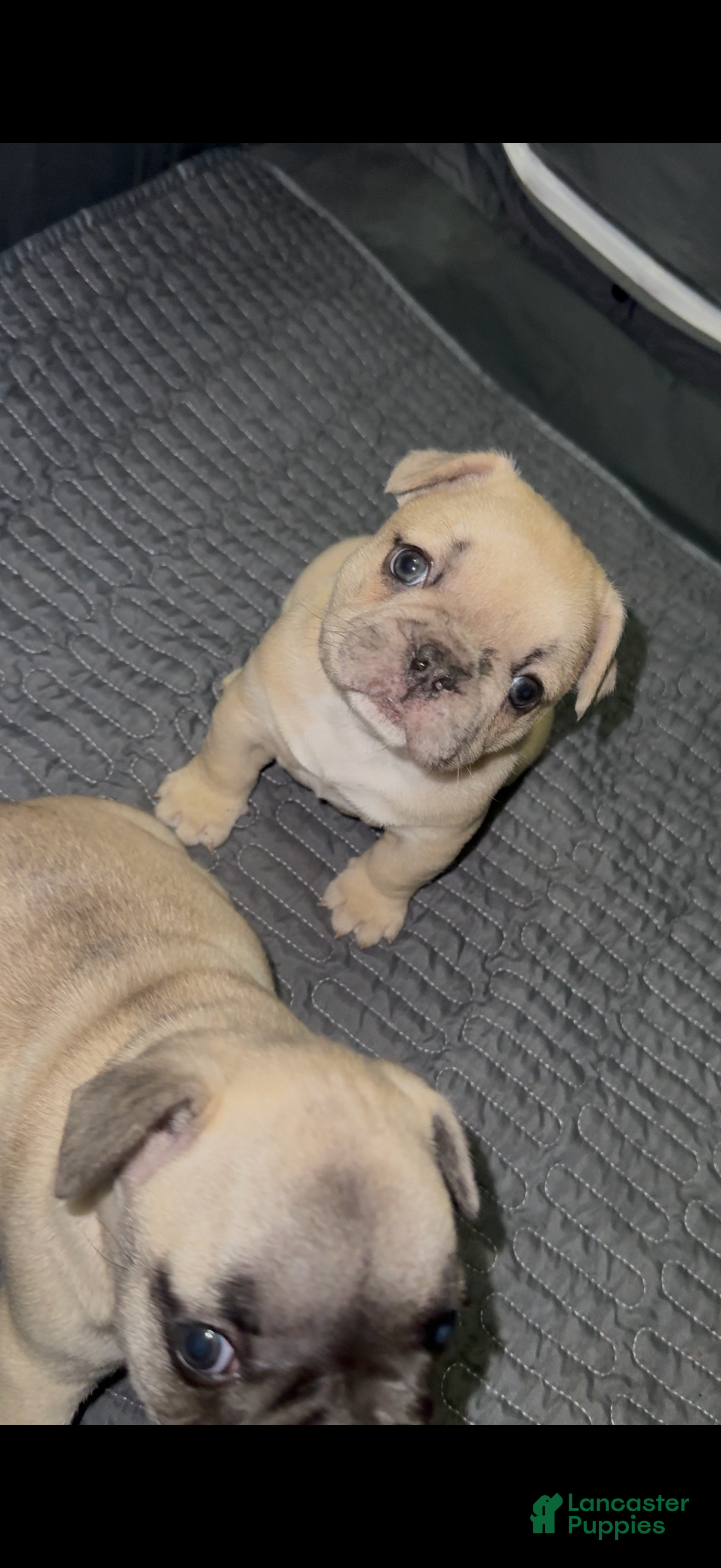 French Bulldog dogs for sale: French Bulldog Puppy 1 - Ad 1