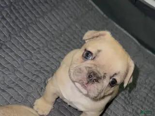 French Bulldog dogs for sale: French Bulldog Puppy 1 - Ad 1