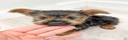 Yorkshire Terrier dogs for sale: Jodi - Ad 7