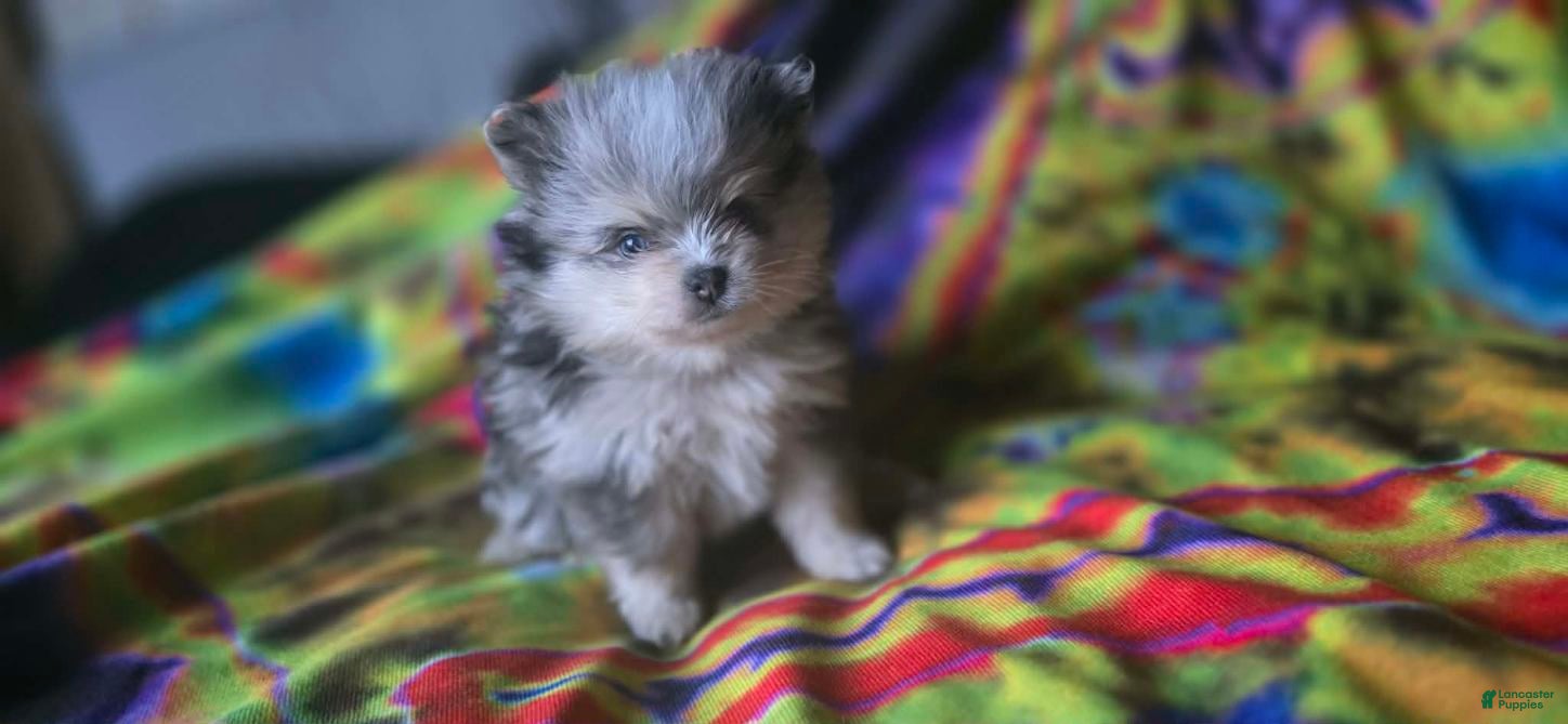 Pomeranian dogs Gabriel - Ad 2