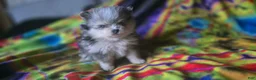 Pomeranian dogs for sale: Gabriel - Ad 1