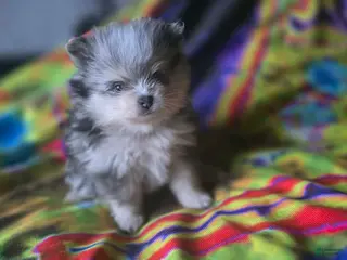 Pomeranian dogs Gabriel - Ad 2