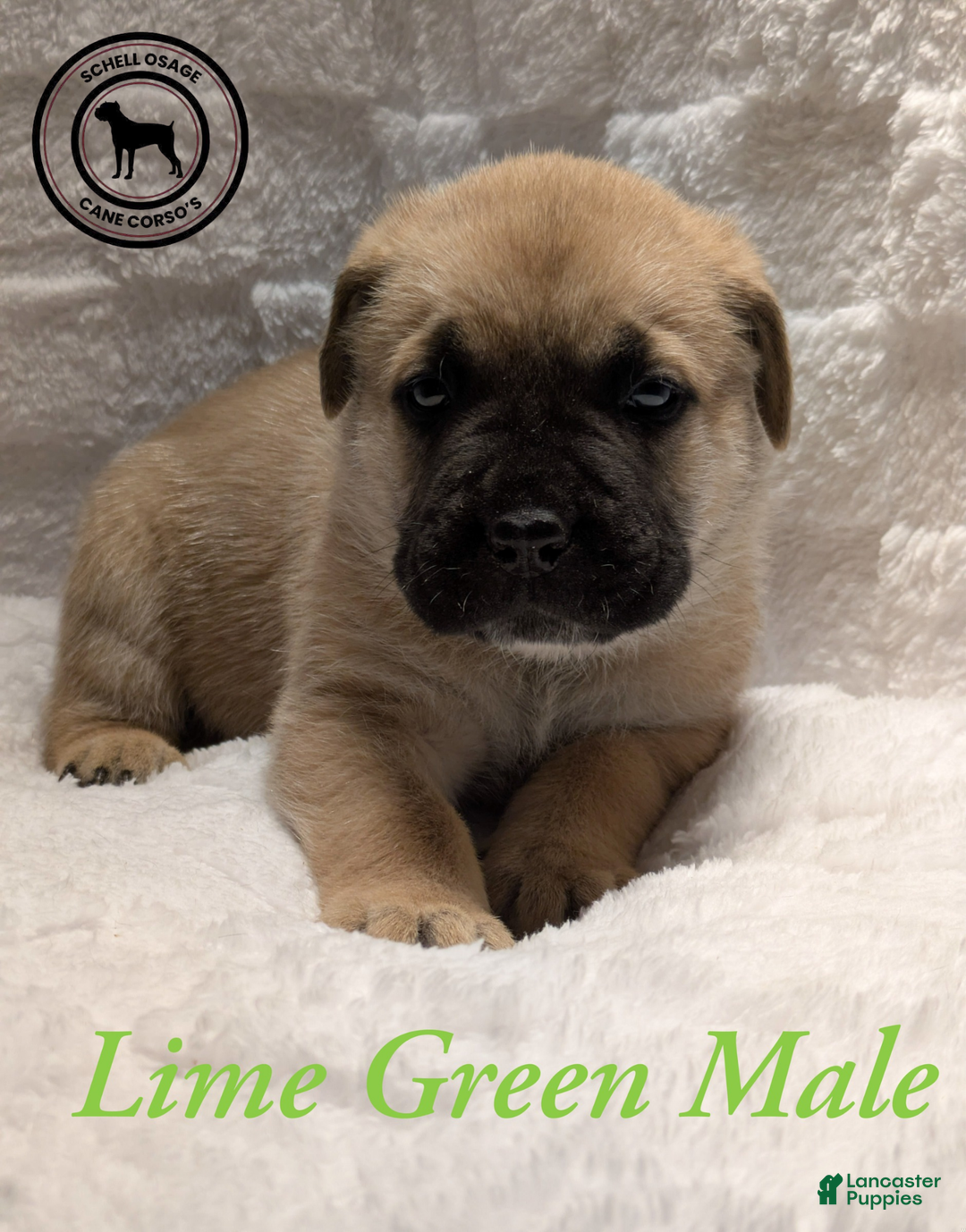 Cane Corso dogs for sale: Lime Green  - Ad 3