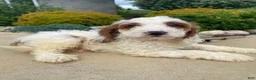 Cockapoo dogs for sale: Chase - Ad 3