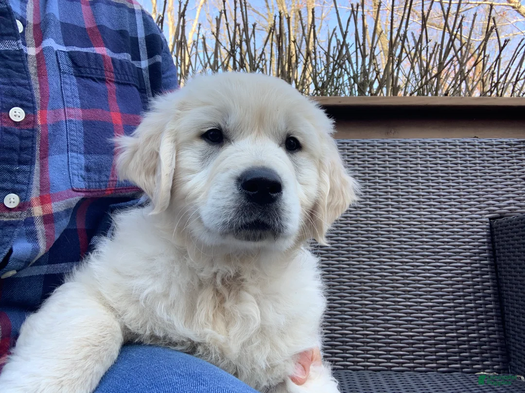 Golden Retriever dogs for sale: Jasper - Ad 1