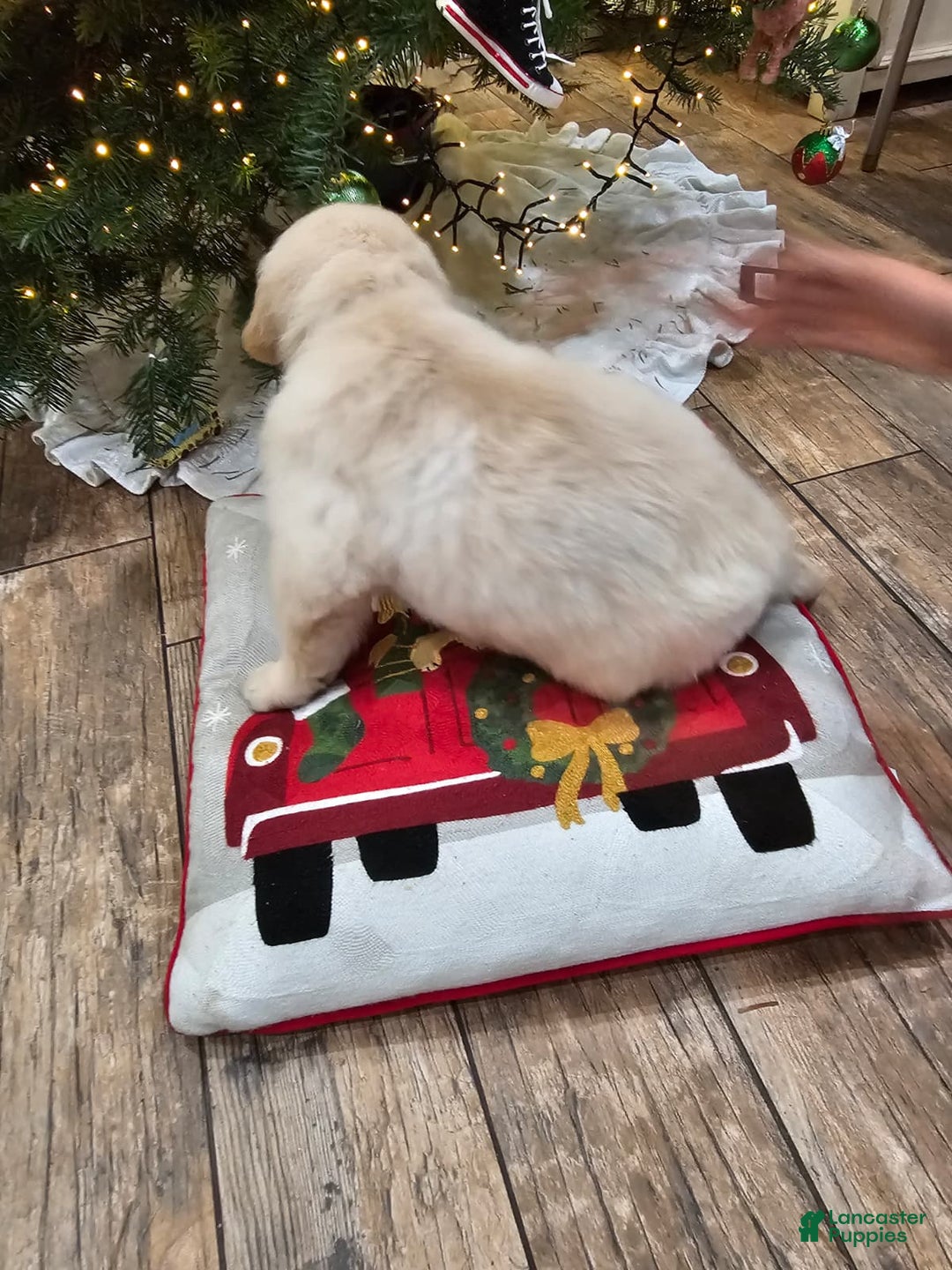 Golden Retriever dogs for sale: Golden Retriever Puppy 4 - Ad 24