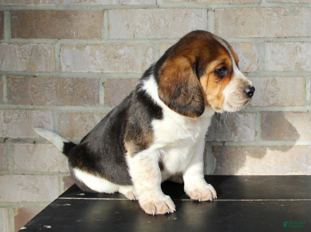 Beagle dogs for sale: Peanut - Ad 3