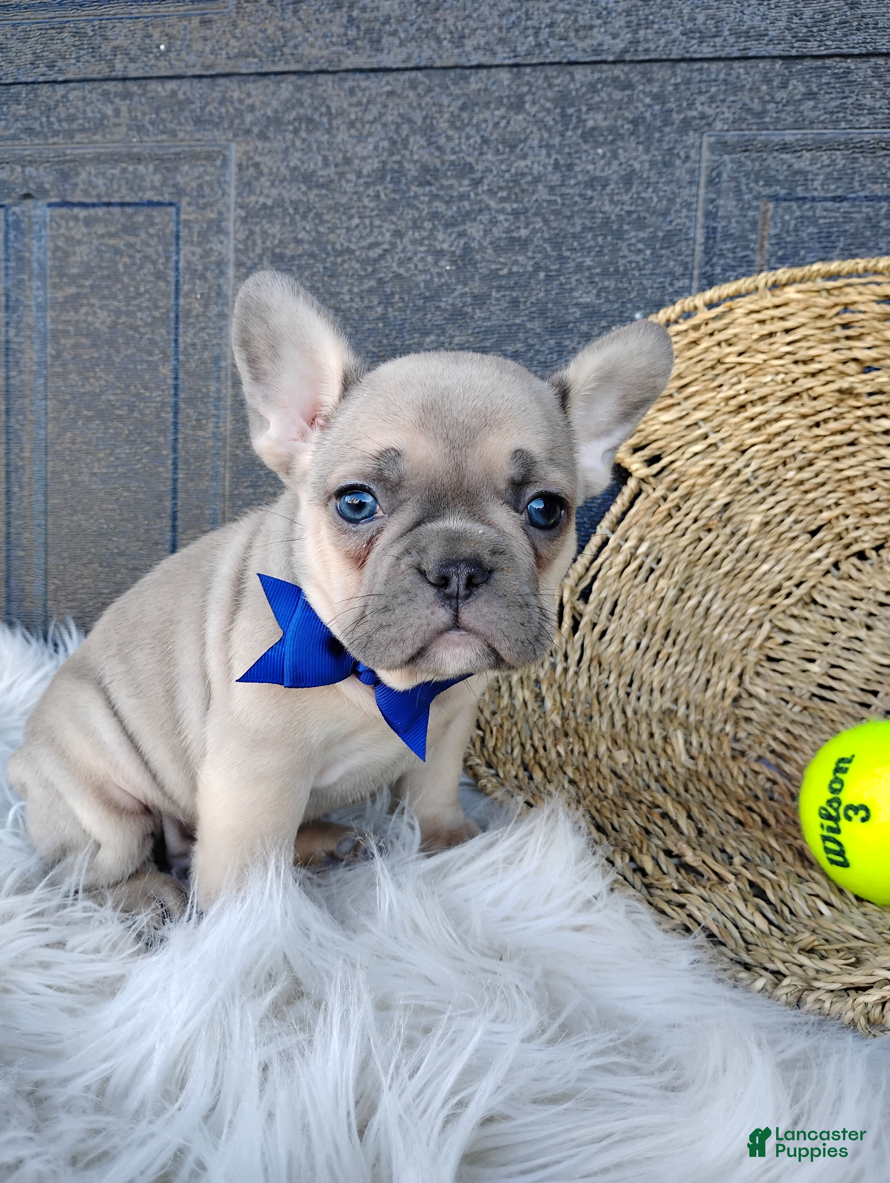 French Bulldog dogs Fargo  - Ad 1