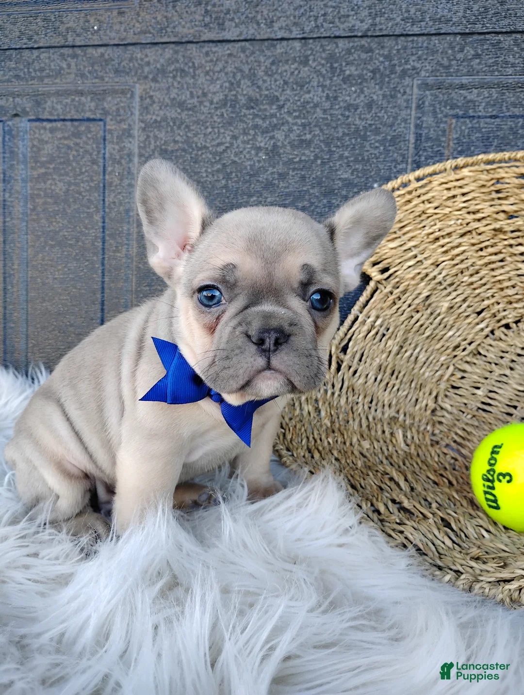 French Bulldog dogs for sale: Fargo  - Ad 1