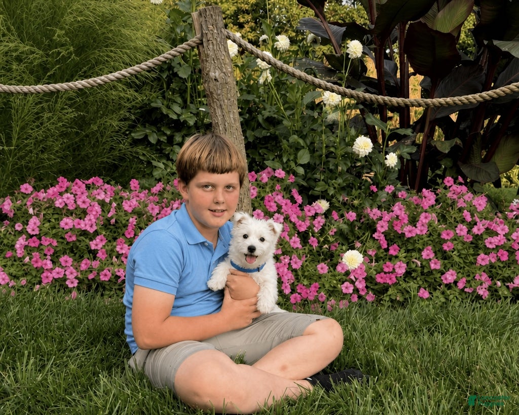West Highland Terrier dogs Andrew - Ad 2