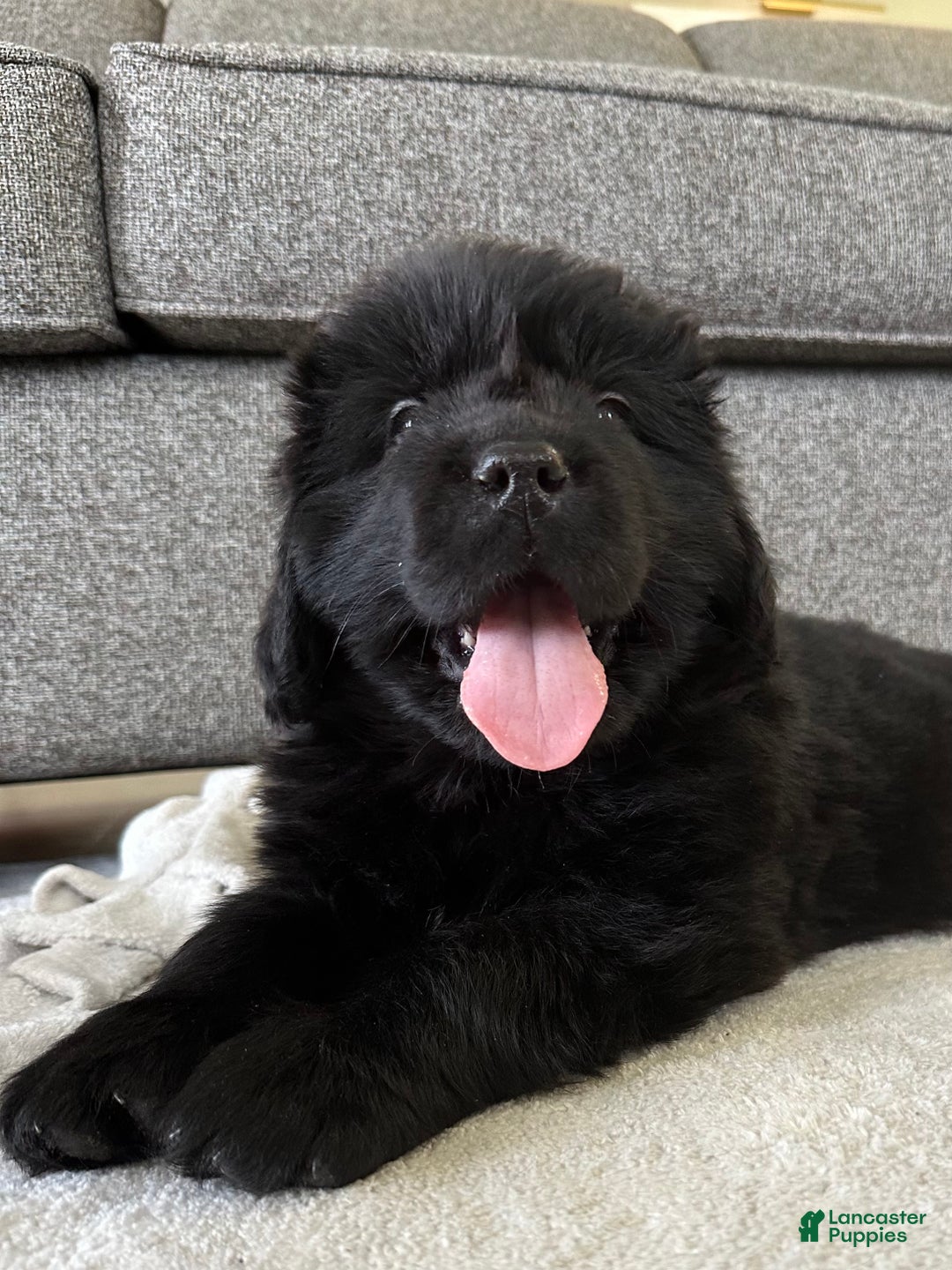 Newfoundland dogs for sale: OFA,AKC,CH, “ Jackson Cancrimo” - Ad 5