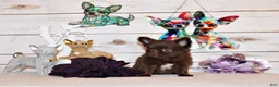 Chihuahua dogs for sale: Ian - Ad 5