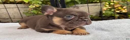 French Bulldog dogs for sale: Violet - Ad 3