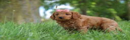 Mini Goldendoodle dogs for sale: Beauty - Ad 5
