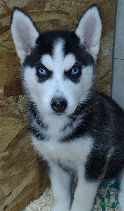 Siberian Husky dogs Fluttershy - Ad 1